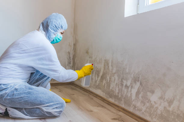Licensed Mold Inspection service in Fairfield, NJ - WQB Mold Removal